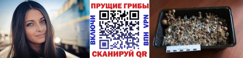 Галлюциногенные грибы MAGIC MUSHROOMS  Инза 